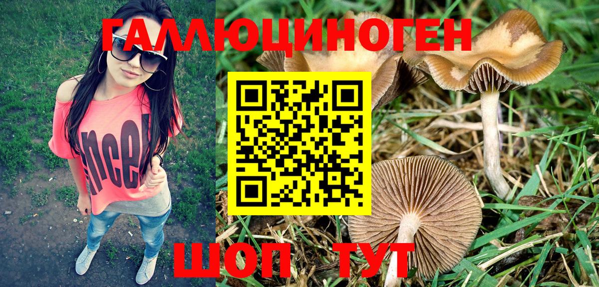Псилоцибиновые грибы Psilocybine cubensis Сосновоборск